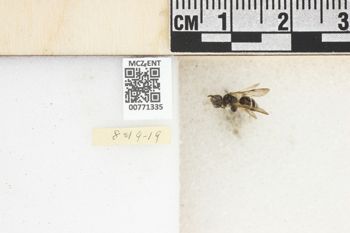 Media type: image;   Entomology 771335 Aspect: Labels
